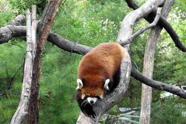 Prospect Park Zoo, New York