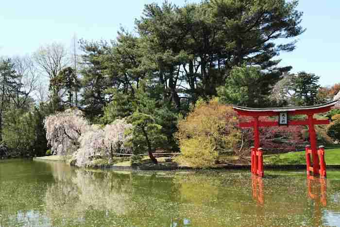 La fioritura di ciliegi al Brooklyn Botanic Garden