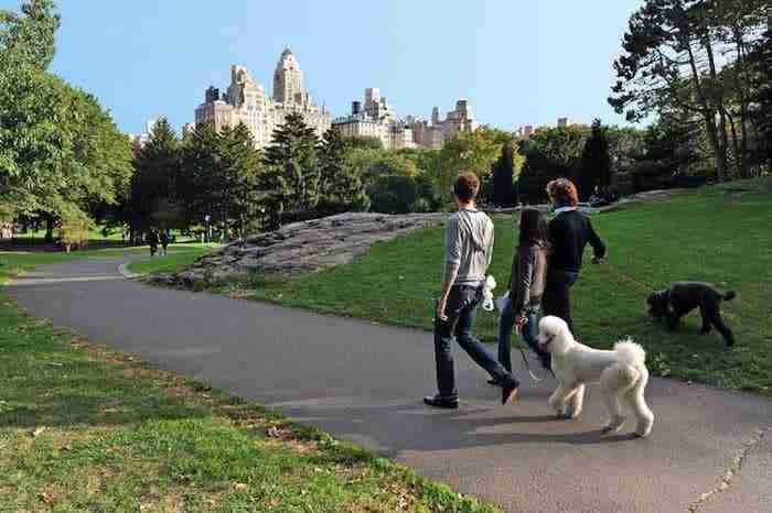 In vacanza a New York con il cane: in aereo, hotel che li accettano e nei trasporti pubblici