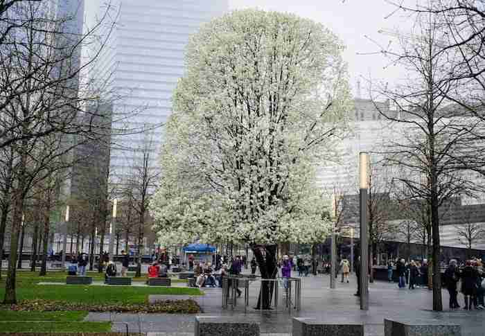 Il Survivor Tree al 9/11 Memorial, New York