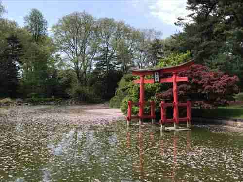 Visitare il giardino botanico di Brooklyn