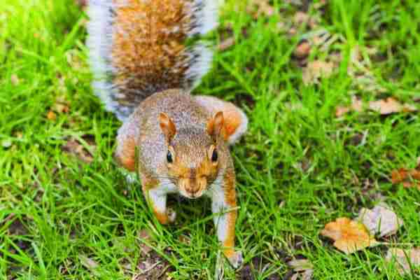 Scoiattolo a Madison Square Park