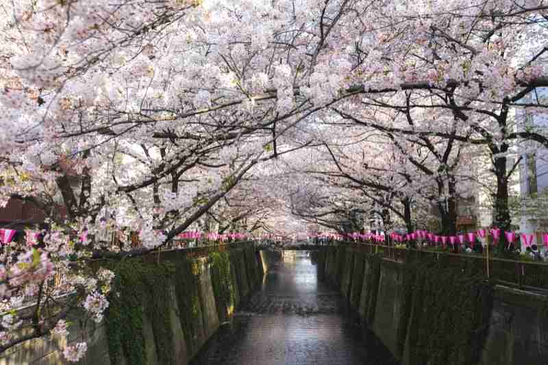 Fiume Meguro durante la fioritura dei ciliegi, Tokyo