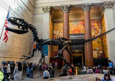 Dinosauri al Museo americano di storia Naturale di New York