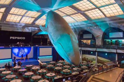 La balena blu al Museo Americano di Storia Naturale di New York City