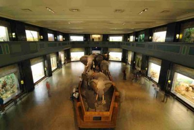 Museo Americano di Storia Naturale di New York