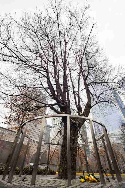 Survivor Tree, World Trade Center Memorial Plaza, New York