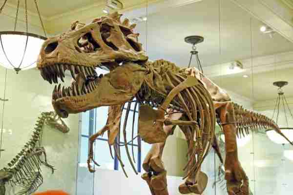 Tyrannosaurus Rex presso il Museo Americano di Storia Naturale di New York City