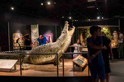 Un esemplare di coccodrillo al Museo Americano di Storia Naturale di New York