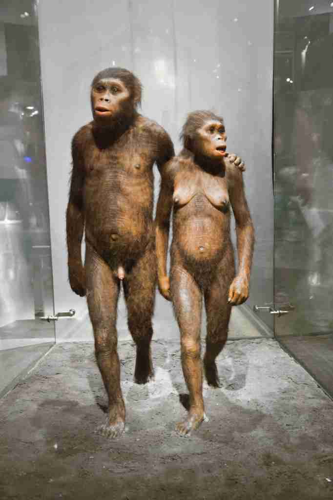 Una sezione dedicata agli uomini preistorici al Museo Americano di Storia Naturale di New York