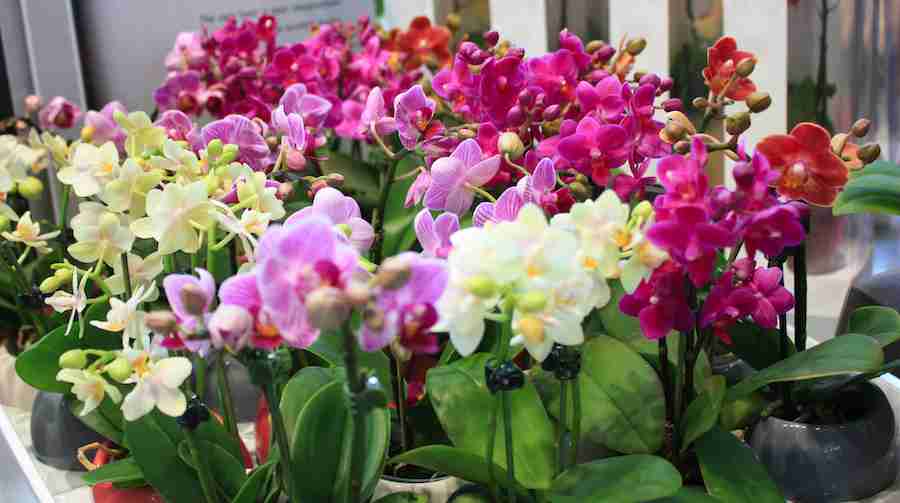 Lo spettacolo delle orchidee al Giardino Botanico di New York