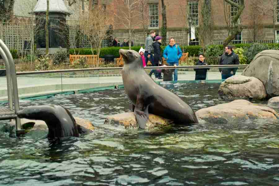 Lo zoo di Central Park