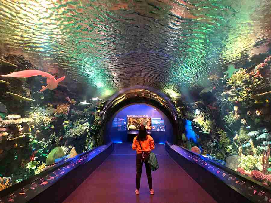 Il bellissimo acquario a Coney Island, il New York Aquarium