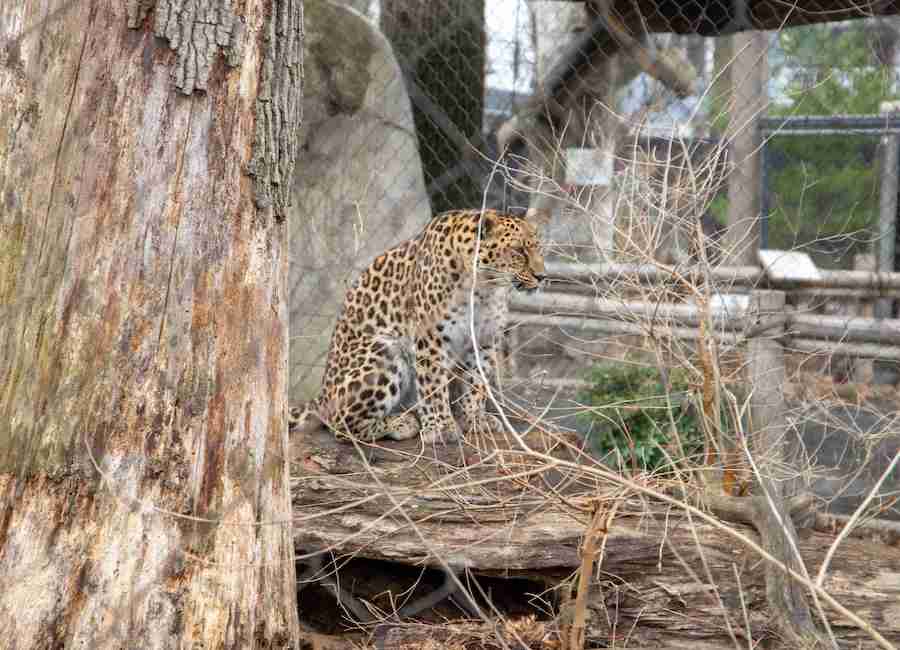 Lo zoo di Staten Island, New York