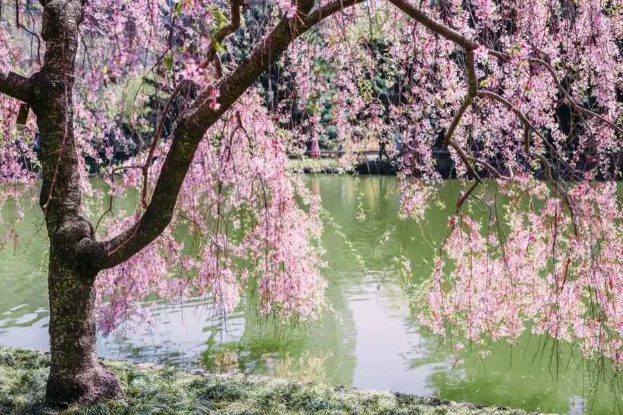 La fioritura di ciliegi in primavera è uno spettacolo imperdibile e molto romantico