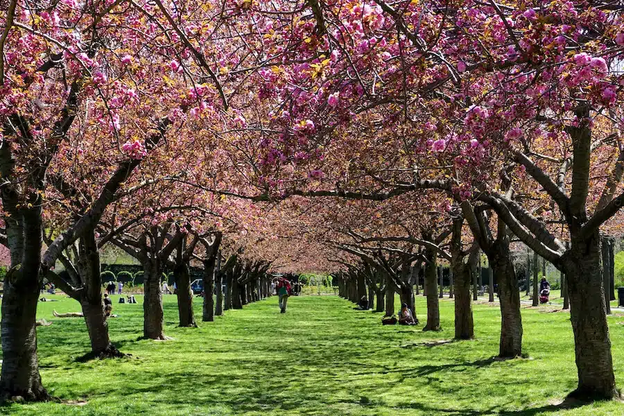 Il Brooklyn Botanic Garden