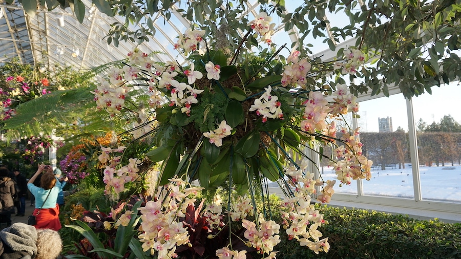Il bellissimo spettacolo delle orchidee è uno degli eventi da non perdere in primavera